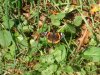 Wyeswood Red Admiral.jpg