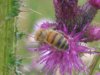 Honeybee on creeping thistle.jpg