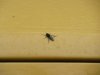 St Marks Fly.jpg