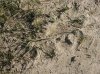 Tiger beetle 2.jpg