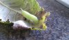 caterpillar2tn.jpg