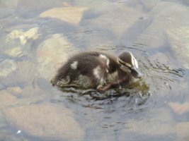 IMG_4515.JPG