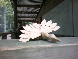 DSCF0054.JPG