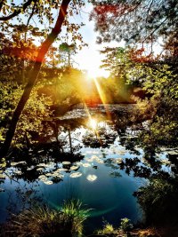 pond.jpg