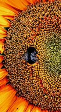 bee2.jpg