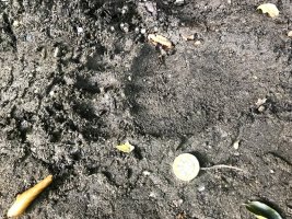 Bear Track.jpg