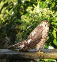 sparrowhawk 1 edit.jpg