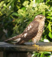 sparrowhawk 2 edit.jpg