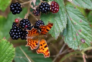 comma 2 - 2056 - IMG_1137.jpg