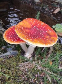 fly agaric.jpg