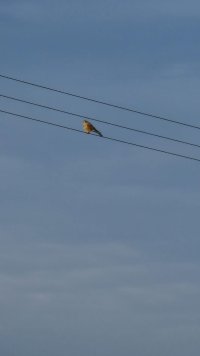 Windhover.jpg
