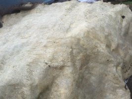 25D7886F-DB30-4B12-97BD-2F48436E2231.jpeg