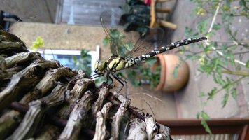 IMG_20190701_142917.jpg
