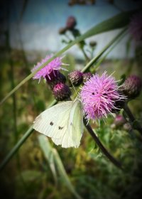 IMG_1266.jpeg
