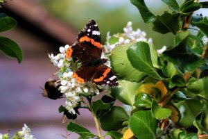 Red Admiral on Escalonia - IMG_4365.jpg
