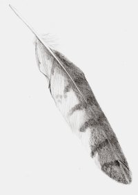 Buzzard Feather - graphite pencil.jpg