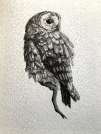 Tawny Owl - graphite pencil - 2023-09-06 18.37.54.jpg