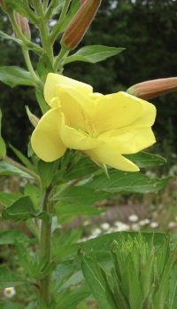 IMG_5344.jpeg