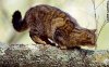 scottishcat.jpg