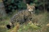 scottish-wildcat-20090512-193427.jpg