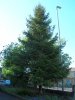 Xtree.jpg