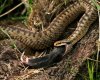 Adder eating a rat.jpg