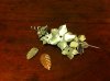 brooch and leaves.jpg