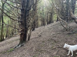 IMG_3709.jpeg