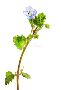 common-field-speedwell-birdeye-veronica-persica-isolated-white-background-144572717-3355360235.jpg