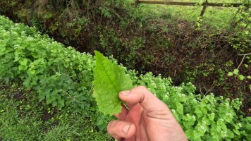 Garlic mustard.jpg