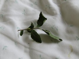 IMG_7348.JPG
