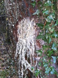 Pine resin glue (1) resin bleeding from a damaged tree.JPG