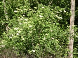 blowpoker (2 Elder tree in flower).JPG