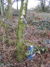 bushcraft booze (2) tapping a Birch drill method.JPG