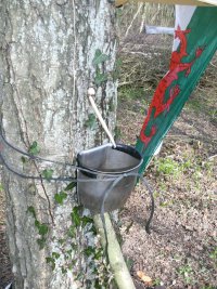 bushcraft booze (3) tapping a Birch cut method.JPG