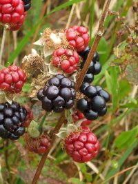 bushcraft booze (6) Blackberries.JPG