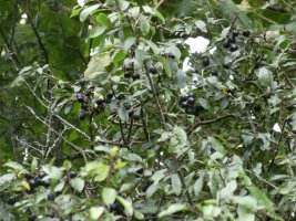 bushcraft booze (9) Sloes.JPG