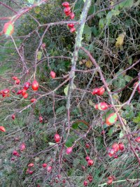 bushcraft booze (11) Rosehips.JPG