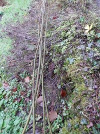 Bushcraft Wreath (1) cut willow whips.JPG