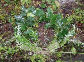 Bushcraft Wreath (5) weaving in some Rosemary.JPG