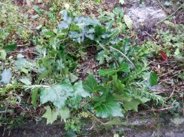 Bushcraft Wreath (6) weaving in the Ivy.JPG