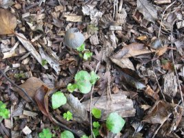 Fairy Parasol and an inkcap.JPG