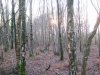 Dec&Jan2013woods 022.jpg