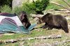 bear essentials.jpg