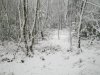 Woodland snow 23.01.13 006.jpg