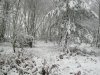 Woodland snow 23.01.13 007.jpg