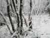 Woodland snow 23.01.13 013.jpg