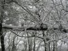 Woodland snow 23.01.13 015.jpg