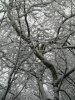 Woodland snow 23.01.13 016.jpg