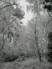 Woodland snow 23.01.13 017.jpg